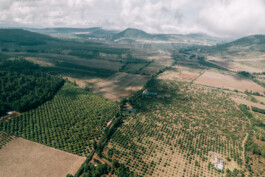 BLACK WATER GREEN GOLD