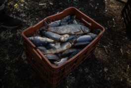 BLACK WATER GREEN GOLD