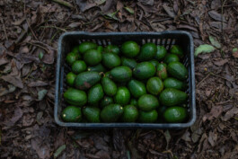 BLACK WATER GREEN GOLD